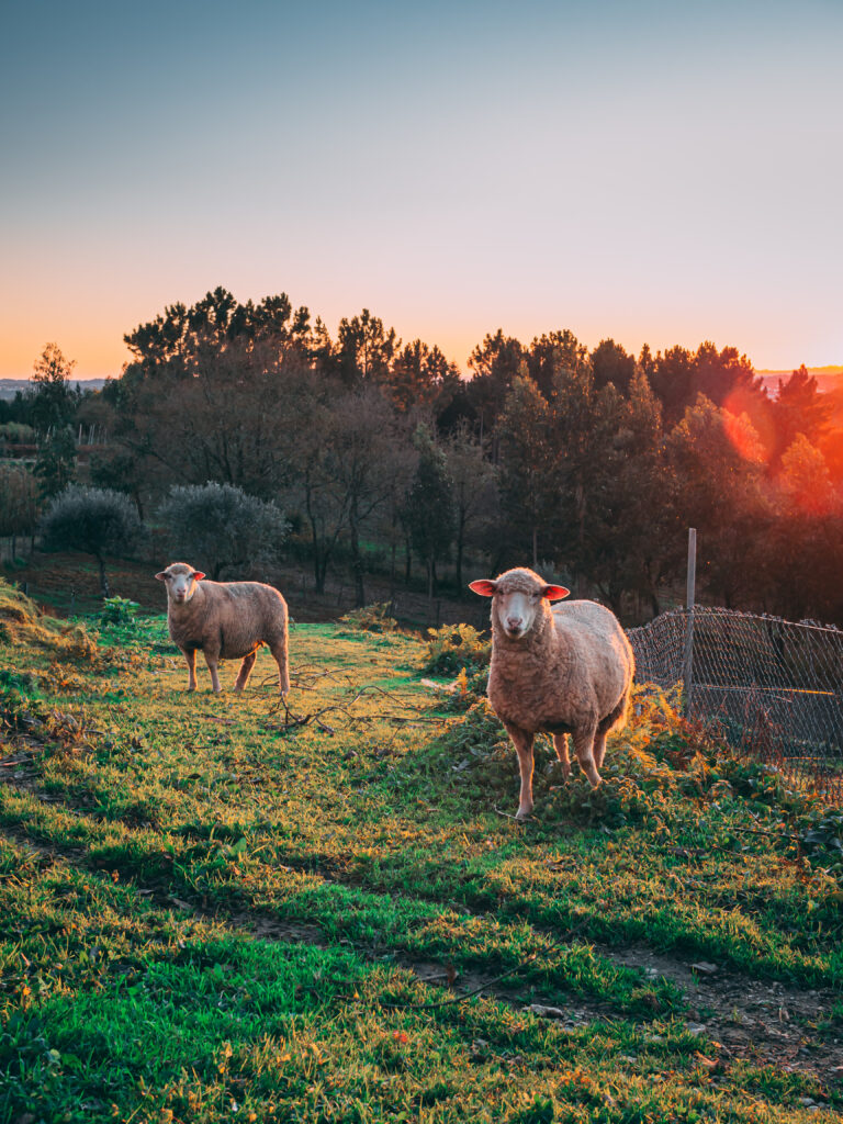 Dos ovejas pastan serenamente en una verde pradera al atardecer en una lonja agropecuaria en Extremadura, España, destacando la belleza natural del entorno rural.