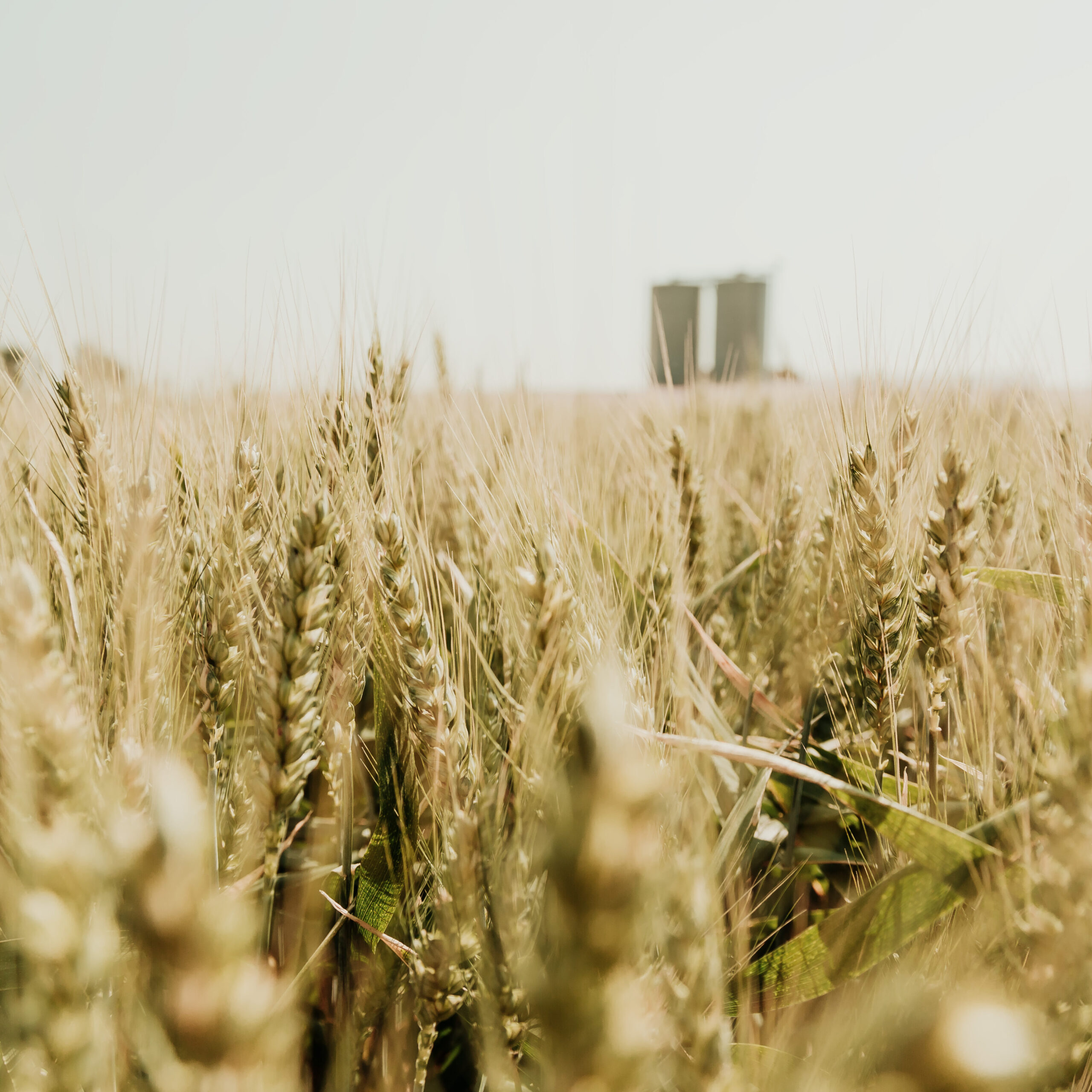 Campo de trigo en un dia soleado