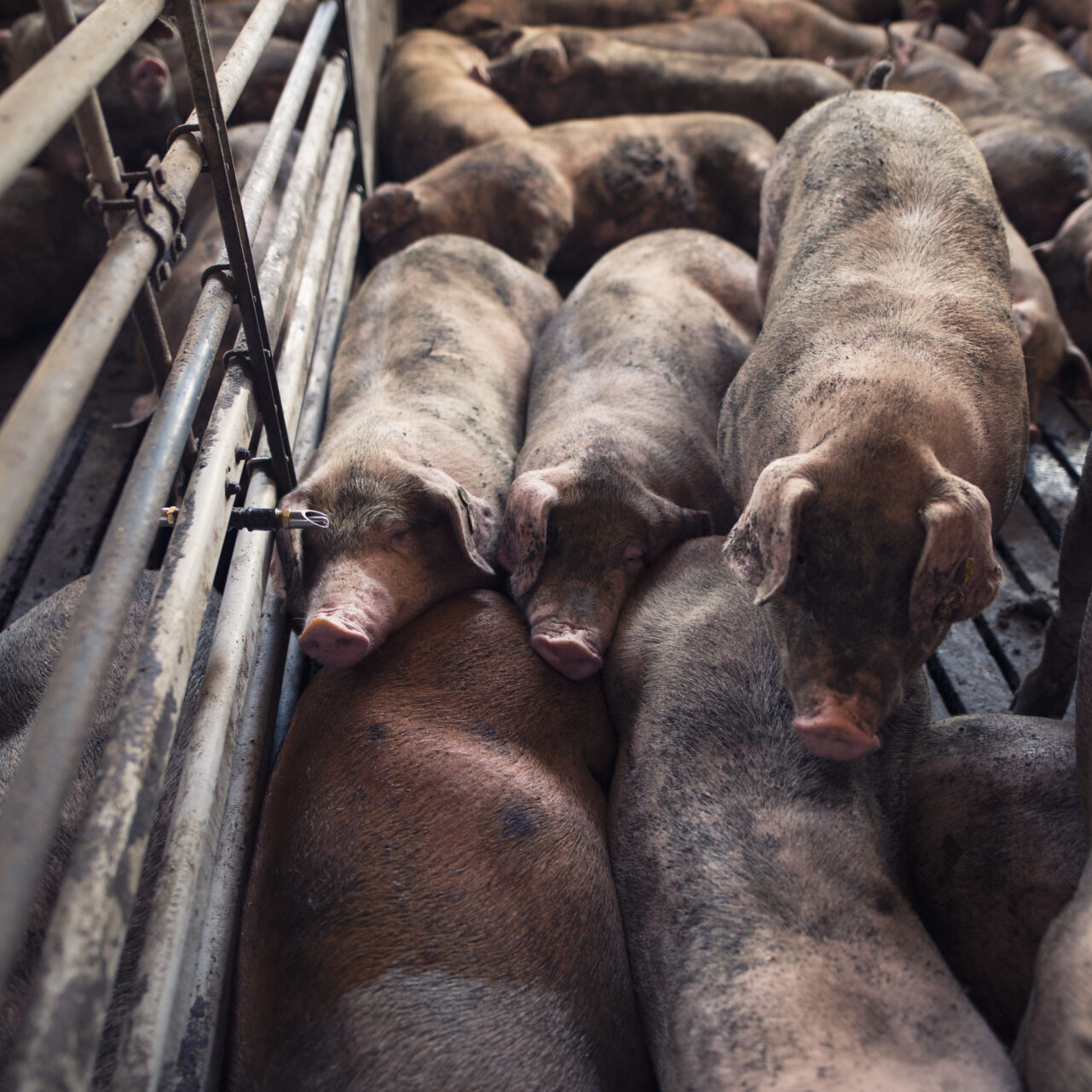 Rebaño de cerdos en una lonja agropecuaria de Extremadura, España. La imagen muestra animales en un espacio de cría, reflejando la actividad ganadera local.