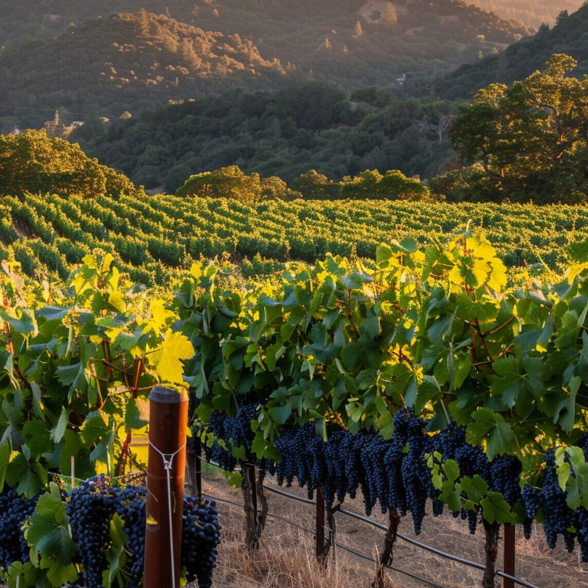 Impresionante vista desde el vinedo con vinas y naturaleza